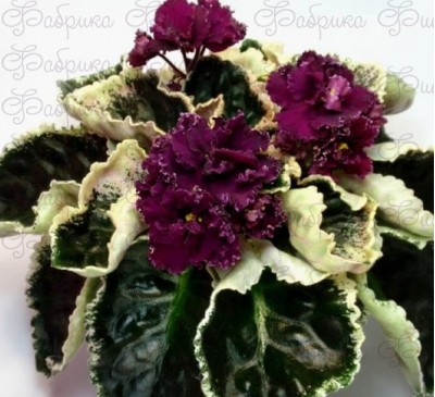 ЕК-Мулен Руж